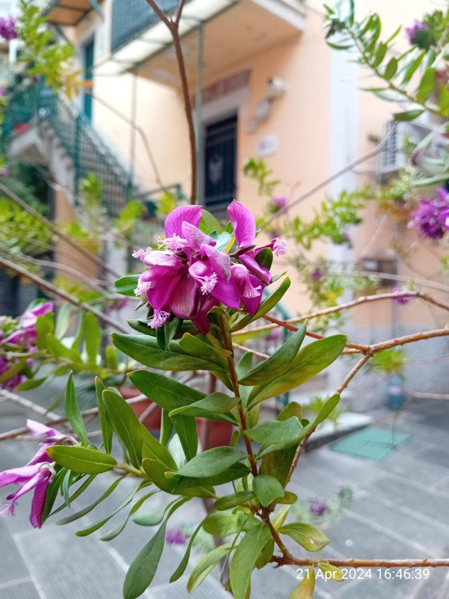 Appartamento Il Vicolo La Spezia Cinque Terre Exteriör bild
